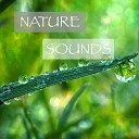 Relaxing Cricket Sounds - Nature Sounds Crickets at Night