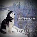 The Siberian - Siberian Husky Rxbertxxxx Piano Rendition