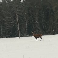 Александр Тумилович