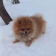 Сима Кнутова💕горчакова💕