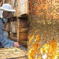 Мёд Пчелиный