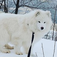 Виктор Покрамович