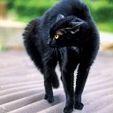 kошka Черная
