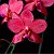 Орхидеи в Нижнем excellence orchids