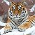 Тигр Уссурийский