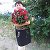 Татьяна Никитас (Медведенко) цветы