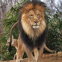 лев львович