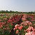 Floret-Rose Саженцы роз