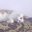 Евгений Котович