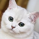 Кошка Белая