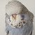 Выставочные Волнистые попугаи (ЧЕХИ)