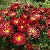 ольга цветы многолетники(хабаровск)