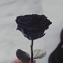 Чёрная 🌹🌹🌹🌹🌹 роза