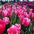 Мир цветов Тюльпаны