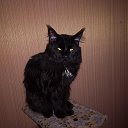 Черный Кот