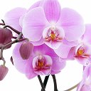 Дикая Орхидея