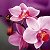 Орхидеи Угледар