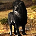 king leon