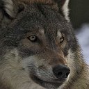 Wolf Wolf