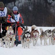 Сибирская Хаски