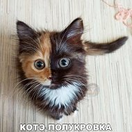 Лиза Кот✅