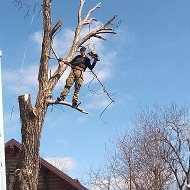 Спил Деревьев