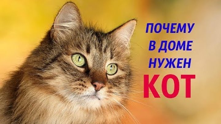 19 причин почему нужен кот в доме