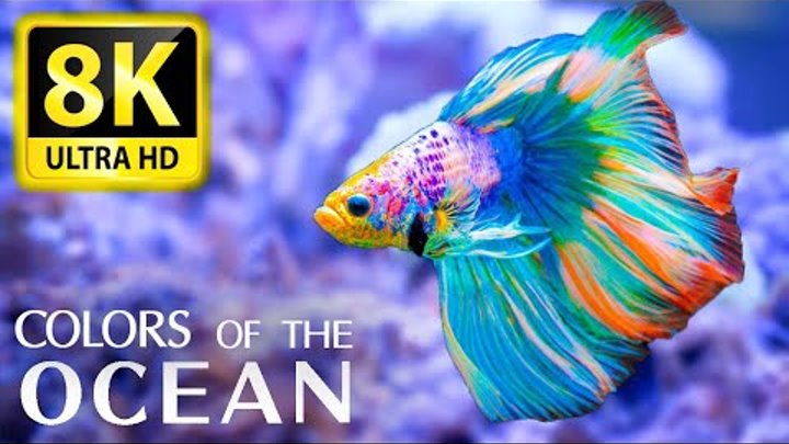 Colors Of The Ocean 8K ULTRA HD - The best sea animals for relaxing  ...