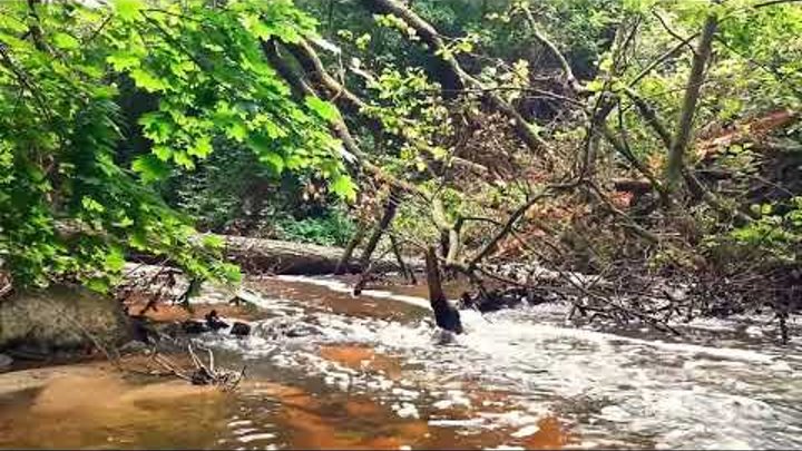 Beautiful Forest River Flowing Sound. Forest River, Relaxing Nature  ...