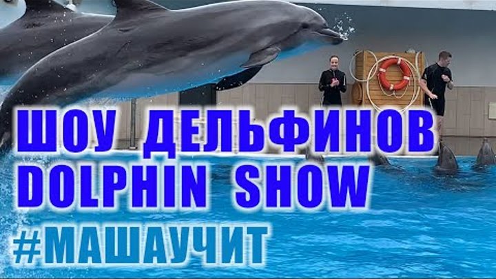 Дельфинарий в Клайпеде - Шоу дельфинов - Dolphin show, выступление д ...