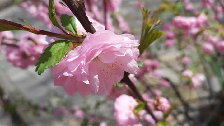 Розовое кружево сакуры (анапские сакуры и японские хокку)