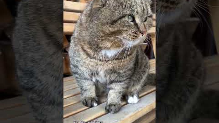 ✨ Повелитель сердец! #barsik #catvideos #cat #cutecats