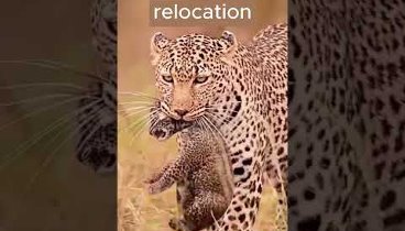 Life in the wild | Survival instincts. №4  #Leopard, #predator, #wil ...