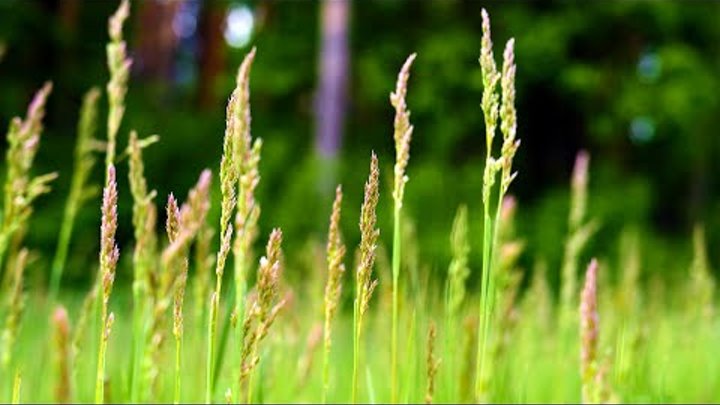 Sounds of the forest in spring to relax, meditate, sleep. Herbs and  ...