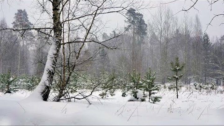 Magical frosty snowy winter. Storm Ice Wind. Blizzard and snowfall i ...