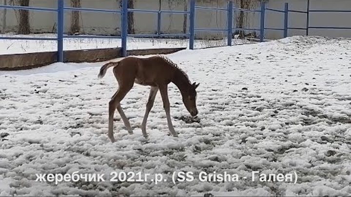 Жеребчик впервые увидел снег 😯 февраль 2021г.