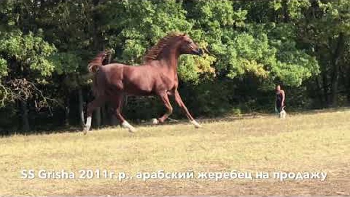 Продажа лошадей тел., WhatsApp +79883400208 (SS Grisha 2011г.р.)