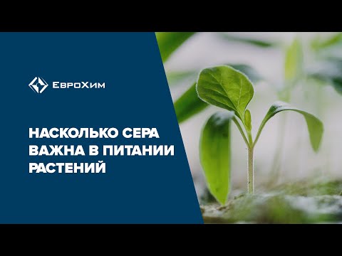 Что вы знаете о применении серосодержащих удобрения?
Как то раскрывали этот вопрос в обучающем видео по минеральному питанию.
Хотите больше видео из этой серии?