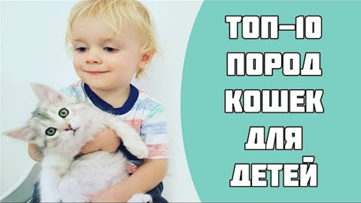 ТОП-10 пород кошек для детей