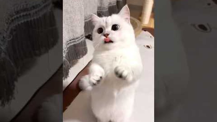Cat videos cute cats kittens 😻🍓