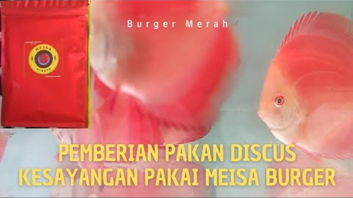 Meisa Burger untuk Pakan Ikan Discus Kesayangan Anda