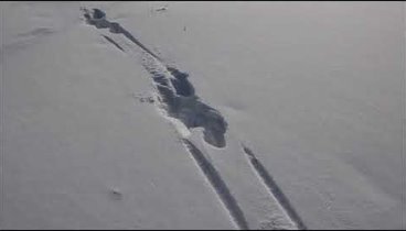 Зимняя фотоохота на лося. Видео Юрия Баженова.