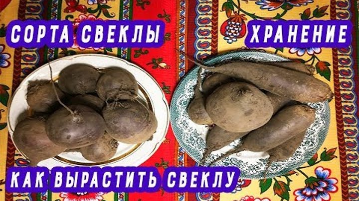 Сорта свеклы. Как вырастить свеклу.