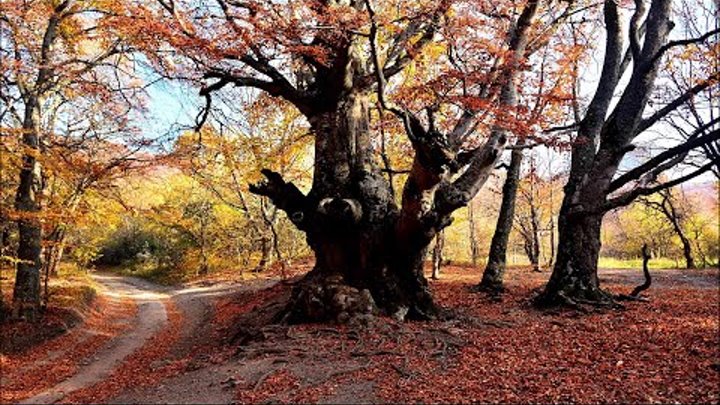 Осенний лес. Короткометражный фильм ~ Autumn forest. Short film.