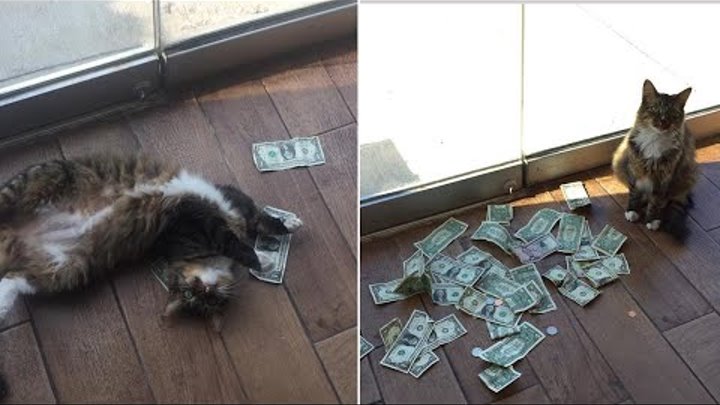 Meet 'Cashnip Kitty,' the Cat Who Loves Money