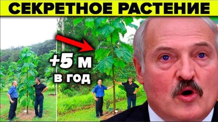 Растение будущего о котором молчат. 7 причин почему Павловния - нефт ...