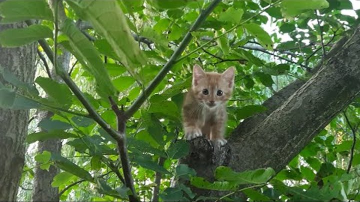 Котёнок на дереве.