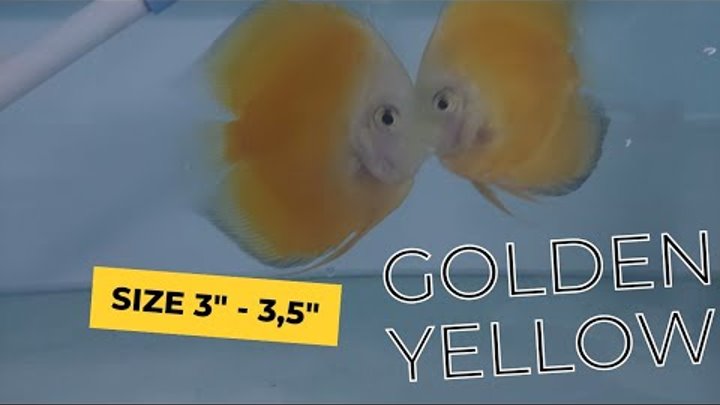 Golden Yellow 3" - 3,5" Discus Fish