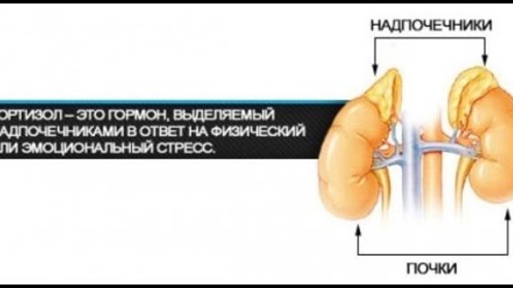 Гормоны стресса надпочечников. Кортизол гормон. Кортизол и почки. Кортизол гормон стресса. Кортизон и кортизол.