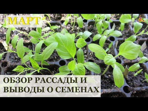 В этом видео (от 28 марта) я показываю мою рассаду перца, баклажанов, лука и земляники, а также карликовых томатов.
Обращаю внимание на всхожесть семян перца от разных производителей, которая очень меня расстроила в этом году! Хорошо, что я сделала упор на свои семена:)
